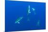 Common Dolphins (Delphinus Delphis) Pico, Azores, Portugal, June 2009-Lundgren-Mounted Photographic Print