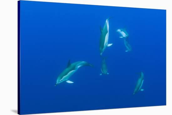 Common Dolphins (Delphinus Delphis) Pico, Azores, Portugal, June 2009-Lundgren-Stretched Canvas