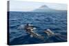 Common Dolphins (Delphinus Delphis) Porpoising, Pico, Azores, Portugal, June 2009-Lundgren-Stretched Canvas