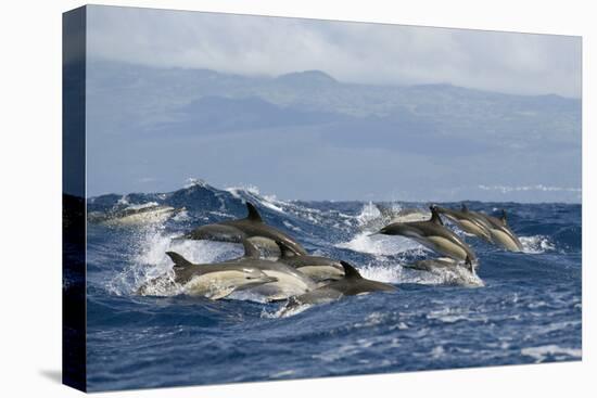 Common Dolphins (Delphinus Delphis) Porpoising, Pico, Azores, Portugal, June 2009-Lundgren-Stretched Canvas