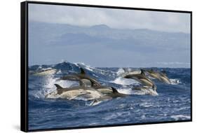 Common Dolphins (Delphinus Delphis) Porpoising, Pico, Azores, Portugal, June 2009-Lundgren-Framed Stretched Canvas