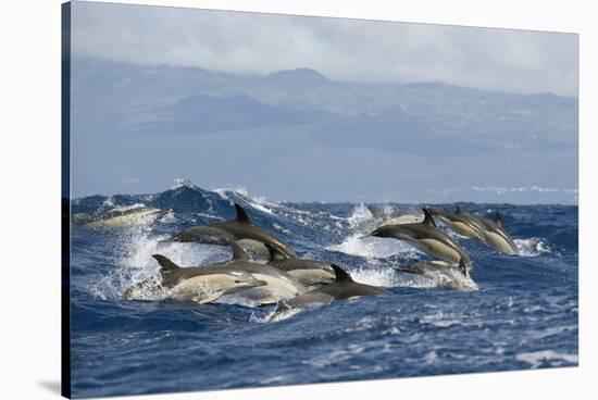 Common Dolphins (Delphinus Delphis) Porpoising, Pico, Azores, Portugal, June 2009-Lundgren-Stretched Canvas