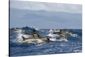 Common Dolphins (Delphinus Delphis) Porpoising, Pico, Azores, Portugal, June 2009-Lundgren-Stretched Canvas