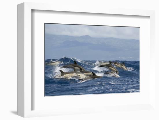 Common Dolphins (Delphinus Delphis) Porpoising, Pico, Azores, Portugal, June 2009-Lundgren-Framed Photographic Print