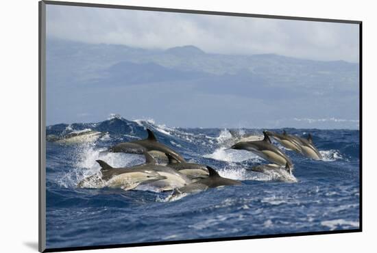 Common Dolphins (Delphinus Delphis) Porpoising, Pico, Azores, Portugal, June 2009-Lundgren-Mounted Photographic Print