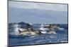 Common Dolphins (Delphinus Delphis) Porpoising, Pico, Azores, Portugal, June 2009-Lundgren-Mounted Photographic Print