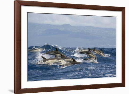 Common Dolphins (Delphinus Delphis) Porpoising, Pico, Azores, Portugal, June 2009-Lundgren-Framed Photographic Print