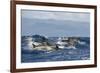 Common Dolphins (Delphinus Delphis) Porpoising, Pico, Azores, Portugal, June 2009-Lundgren-Framed Photographic Print