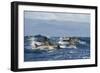 Common Dolphins (Delphinus Delphis) Porpoising, Pico, Azores, Portugal, June 2009-Lundgren-Framed Photographic Print