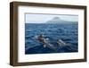 Common Dolphins (Delphinus Delphis) Porpoising, Pico, Azores, Portugal, June 2009-Lundgren-Framed Photographic Print