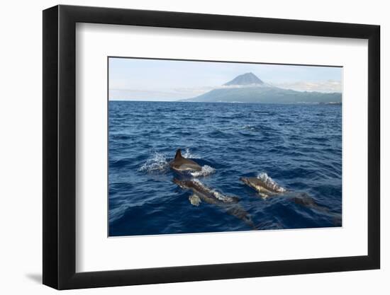 Common Dolphins (Delphinus Delphis) Porpoising, Pico, Azores, Portugal, June 2009-Lundgren-Framed Photographic Print