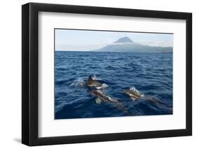 Common Dolphins (Delphinus Delphis) Porpoising, Pico, Azores, Portugal, June 2009-Lundgren-Framed Photographic Print