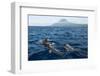 Common Dolphins (Delphinus Delphis) Porpoising, Pico, Azores, Portugal, June 2009-Lundgren-Framed Photographic Print