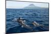 Common Dolphins (Delphinus Delphis) Porpoising, Pico, Azores, Portugal, June 2009-Lundgren-Mounted Photographic Print