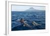 Common Dolphins (Delphinus Delphis) Porpoising, Pico, Azores, Portugal, June 2009-Lundgren-Framed Photographic Print