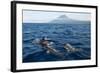 Common Dolphins (Delphinus Delphis) Porpoising, Pico, Azores, Portugal, June 2009-Lundgren-Framed Photographic Print