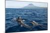 Common Dolphins (Delphinus Delphis) Porpoising, Pico, Azores, Portugal, June 2009-Lundgren-Mounted Photographic Print