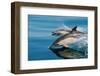 Common dolphins (Delphinus delphis) surfacing at speed in very calm waters-Lisa Steiner-Framed Photographic Print