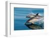 Common dolphins (Delphinus delphis) surfacing at speed in very calm waters-Lisa Steiner-Framed Photographic Print