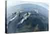 Common Dolphins (Delphinus Delphis) Surfacing, Fisheye Lens. Pico, Azores, Portugal, June 2009-Lundgren-Stretched Canvas