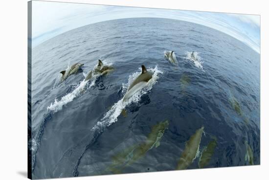 Common Dolphins (Delphinus Delphis) Surfacing, Fisheye Lens. Pico, Azores, Portugal, June 2009-Lundgren-Stretched Canvas