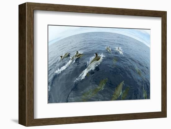 Common Dolphins (Delphinus Delphis) Surfacing, Fisheye Lens. Pico, Azores, Portugal, June 2009-Lundgren-Framed Photographic Print