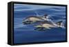 Common Dolphins Swimming in the Strait of Gibraltar-null-Framed Stretched Canvas