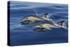 Common Dolphins Swimming in the Strait of Gibraltar-null-Stretched Canvas