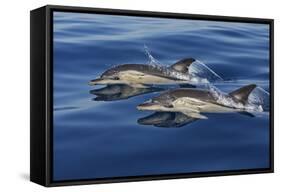 Common Dolphins Swimming in the Strait of Gibraltar-null-Framed Stretched Canvas