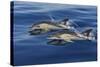 Common Dolphins Swimming in the Strait of Gibraltar-null-Stretched Canvas