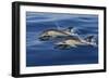 Common Dolphins Swimming in the Strait of Gibraltar-null-Framed Photographic Print