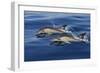Common Dolphins Swimming in the Strait of Gibraltar-null-Framed Photographic Print