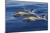 Common Dolphins Swimming in the Strait of Gibraltar-null-Mounted Photographic Print