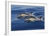 Common Dolphins Swimming in the Strait of Gibraltar-null-Framed Photographic Print