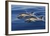 Common Dolphins Swimming in the Strait of Gibraltar-null-Framed Photographic Print