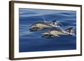 Common Dolphins Swimming in the Strait of Gibraltar-null-Framed Photographic Print