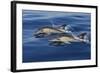 Common Dolphins Swimming in the Strait of Gibraltar-null-Framed Photographic Print