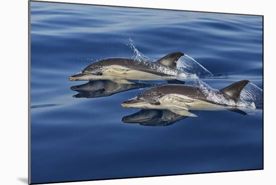 Common Dolphins Swimming in the Strait of Gibraltar-null-Mounted Photographic Print