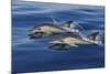 Common Dolphins Swimming in the Strait of Gibraltar-null-Mounted Photographic Print