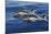 Common Dolphins Swimming in the Strait of Gibraltar-null-Mounted Photographic Print