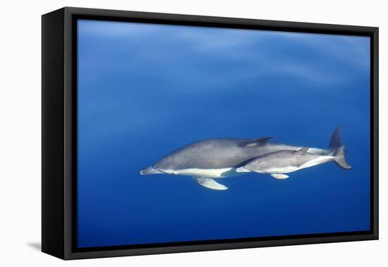 Common Dolphins-null-Framed Stretched Canvas