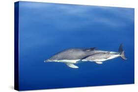 Common Dolphins-null-Stretched Canvas