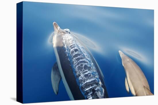 Common Dolphins-null-Stretched Canvas