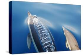 Common Dolphins-null-Stretched Canvas