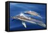 Common Dolphins-null-Framed Stretched Canvas