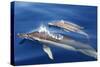 Common Dolphins-null-Stretched Canvas