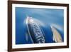 Common Dolphins-null-Framed Photographic Print
