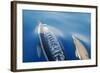 Common Dolphins-null-Framed Photographic Print