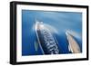 Common Dolphins-null-Framed Photographic Print