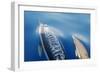 Common Dolphins-null-Framed Photographic Print